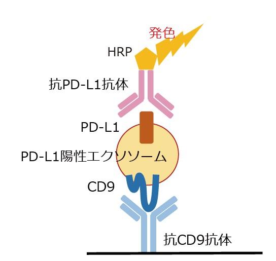 PD-L1/CD9 Exosome ELISA Kit,Humanの原理を表した模式図