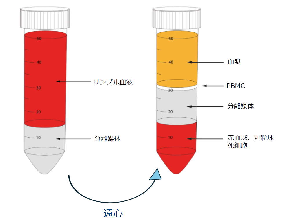 遠心分離のイメージ