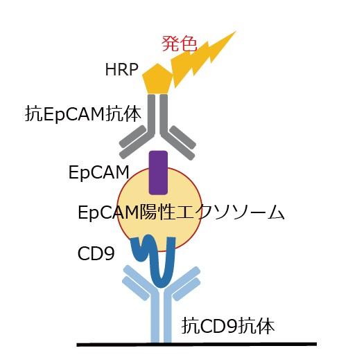 EpCAM/CD9 Exosome ELISA Kit,Humanの原理を表した模式図