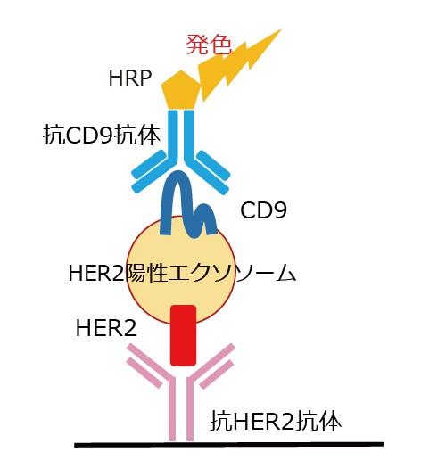 HER2/CD9 Exosome ELISA Kit,Humanの原理を表した模式図