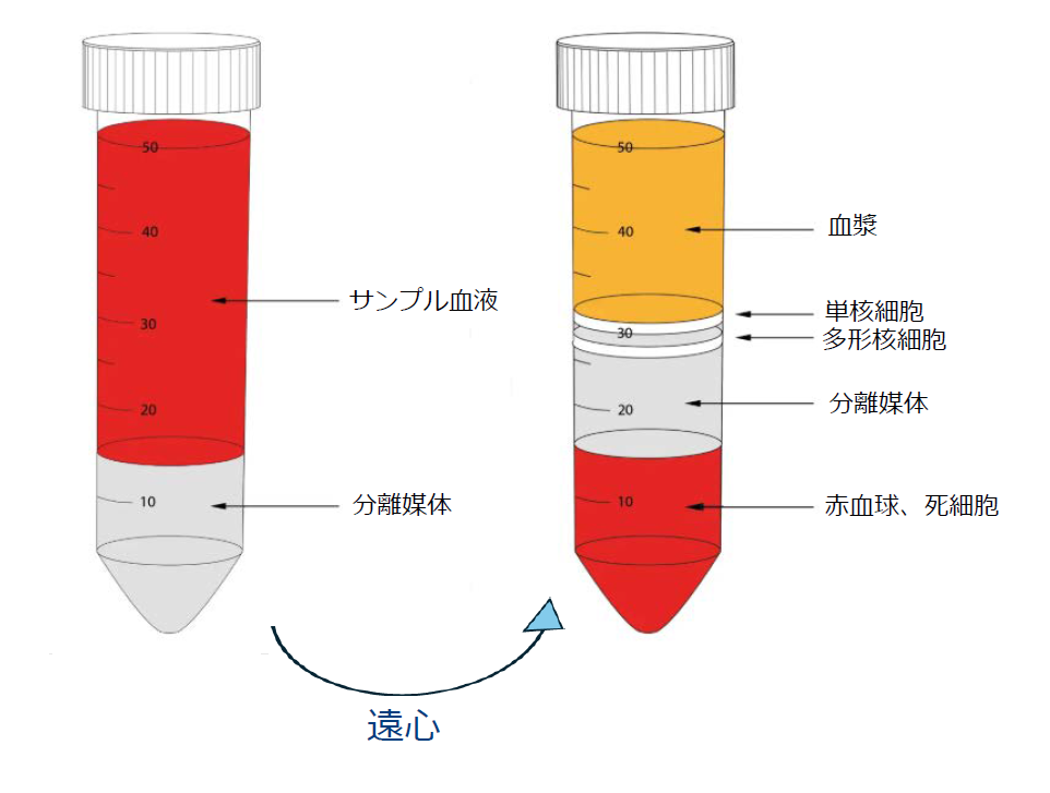 遠心分離のイメージ