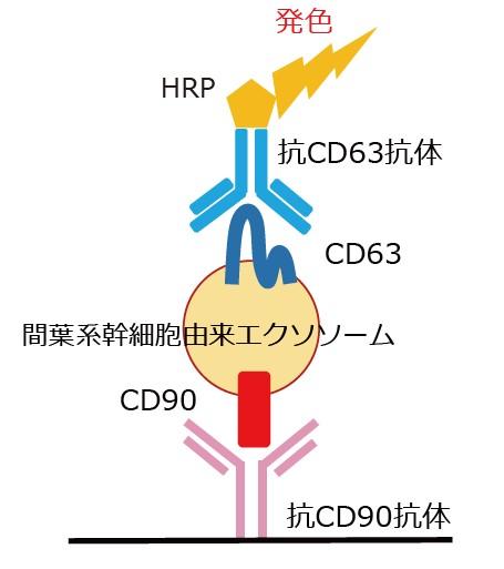 CD90/CD63 Exosome ELISA }