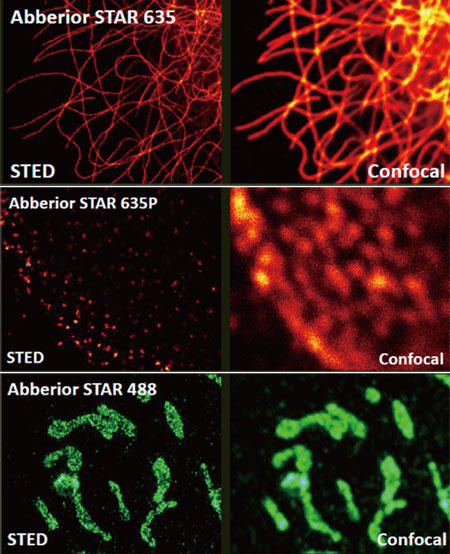 STARV[Y@uFf/Fluorescent Dyes