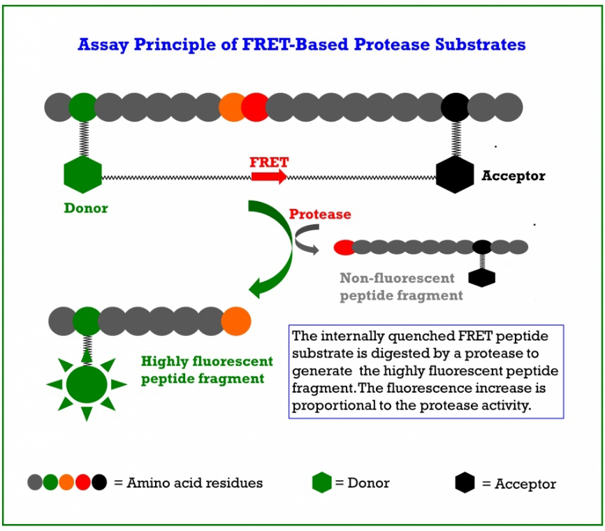 FRETベースのプロテアーゼ基質を用いたアッセイの概要