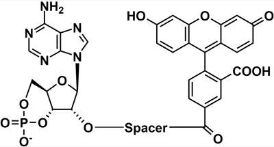 uWPDE Phosphodiesterase (PDE) Assay