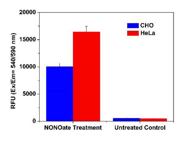 DEA/NONOate処理 (NOドナー) したCHO-K1細胞、HeLa細胞のNO検出