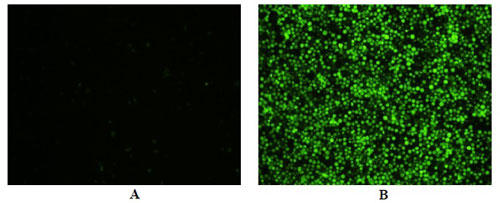 図4 Jurkat細胞におけるカスパーゼ8活性測定（品番：20115）