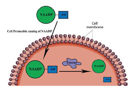 NAADP-AM ̍p@