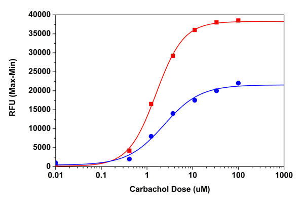 Fluo-8® AM と Fluo-4 AM を用いたHEK293細胞のカルバコール応答性