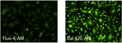 プロベネシド非存在下でのCHO-M1細胞における内因性P2Y受容体のATPに対する応答