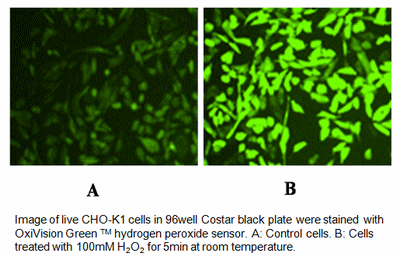 OxiVision Green™ 過酸化水素センサーで染色したCHO-K1細胞