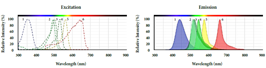 カルセインAM色素の励起（左）と発光（右）スペクトル