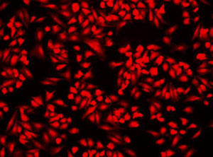 CHO細胞をホルムアルデヒドで固定してLive or Dead Fixable Dead Cell Labeling Kit（品番；22604）で染色