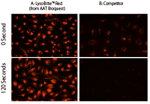 A: Cell Navigator Redリソソーム染色キット、B: 既存のリソソーム向性色素で染色したHeLa細胞の画像。