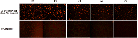 A: Cell Navigator Redリソソーム染色キット（上部）と、B: 既存のリソソーム向性色素（下部）によるHeLa細胞染色画像