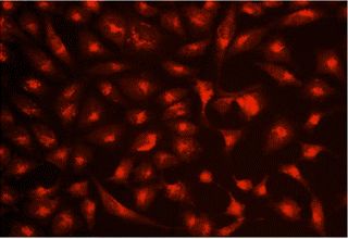 Cell Navigator Redリソソーム染色キットで染色したU2OS細胞の画像