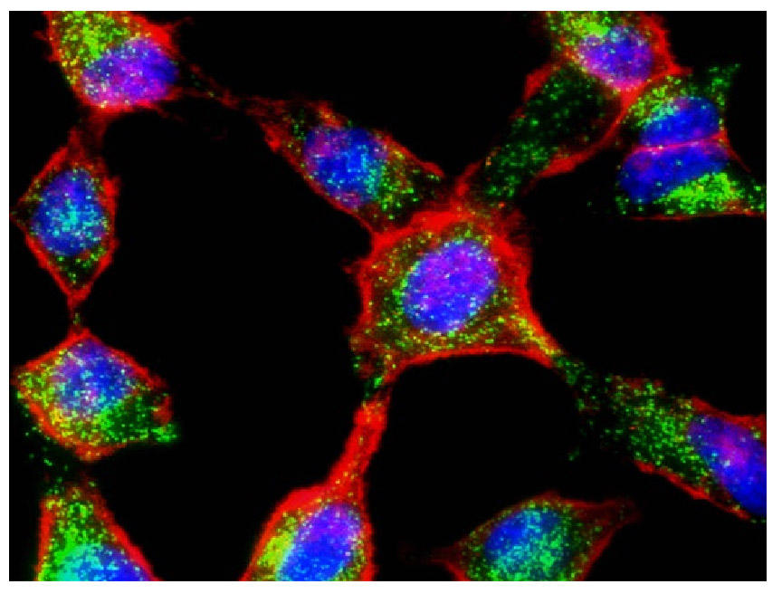 HeLa細胞における細胞膜、核、ミトコンドリアの染色像