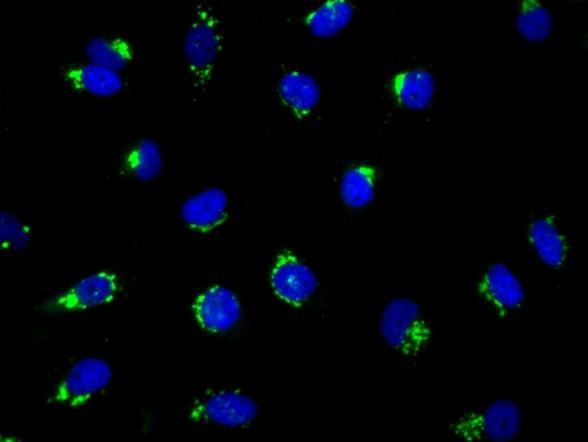 Cell Navigator™ NBDセラミド ゴルジ体染色キットで染色したHeLa細胞