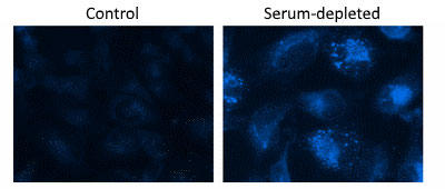 HeLaזEɋQԂU Autophagy Blue™ WtE