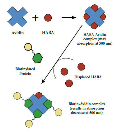 HABAAbZC