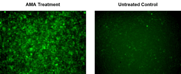 ABD_selective-probe-mitochondria_fig2.png