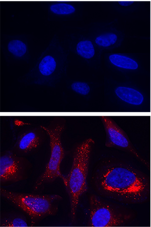 ABD_selective-probe-mitochondria_fig3.png