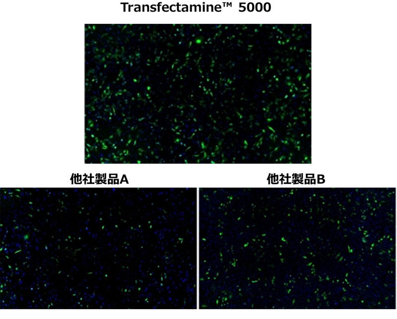 ABD_transfectamine_5000_fig1.jpg