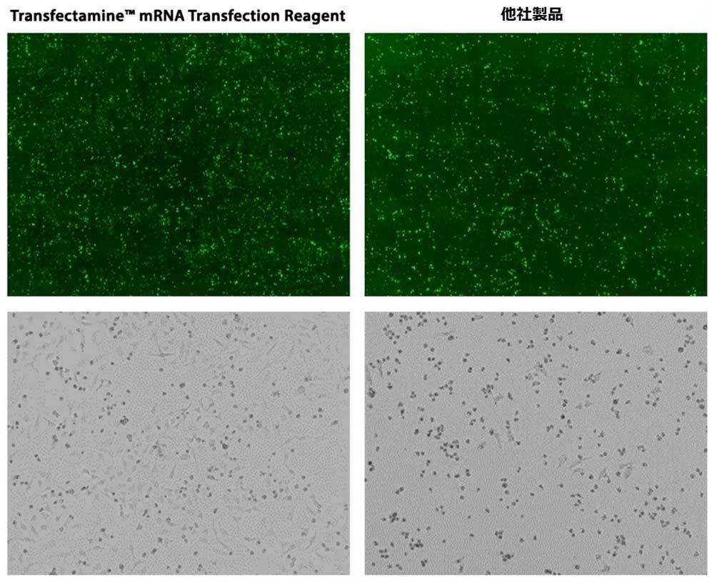 ABD_transfectamine_mRNA_fig1.jpg