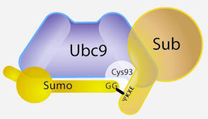 SUMOpĂUbc9yf