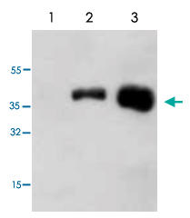 }1@phospho-GSK-3α̃EFX^ubg͌