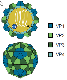 GeECX71iEnterovirus 71j