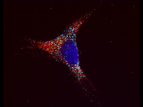 RNAscope®マルチプレックス蛍光アッセイによる、HeLa細胞における Beta-Actin，HPRT1，RPLP0 および PPIB 発現