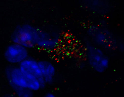 RNAscope®マルチプレックス蛍光アッセイによる、マウス小脳におけるSNCAおよびTH63のmRNA発現