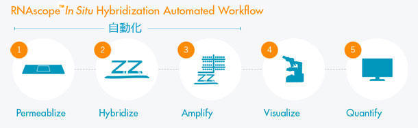 RNAscope™ VS Assay VЋ@Ή̎FAbZC
