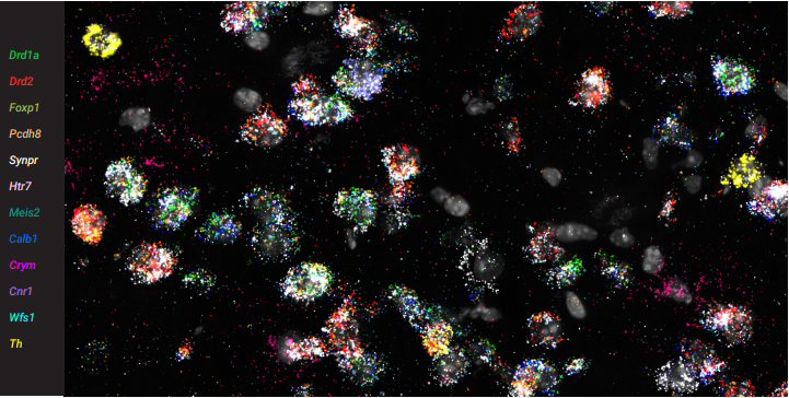 RNAscope® HiPlexアッセイによる、マウス脳組織上での12ターゲットの染色