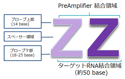 RNAscope:Zプローブの構造