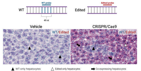 CRISPR/Cas9ɂin vivoQmҏW