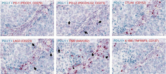 qg񏬍זExgDɂe`FbN|Cg}[J[̔ RNAscope(R) Duplex Assay pČ