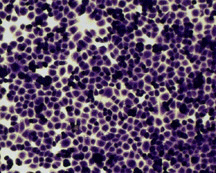 VERO Epithelial Cells 10X