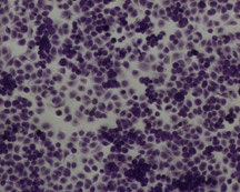 MDCK Epithelial Cells 10X