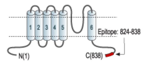 ラットTRPV1のアミノ酸残基824-838に対応するペプチド