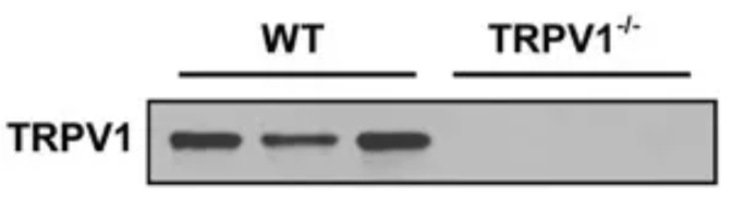 抗TRPV1 (VR1) 抗体のノックアウトマウスによる検証