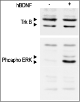 ALO_B250_application_fig1.png