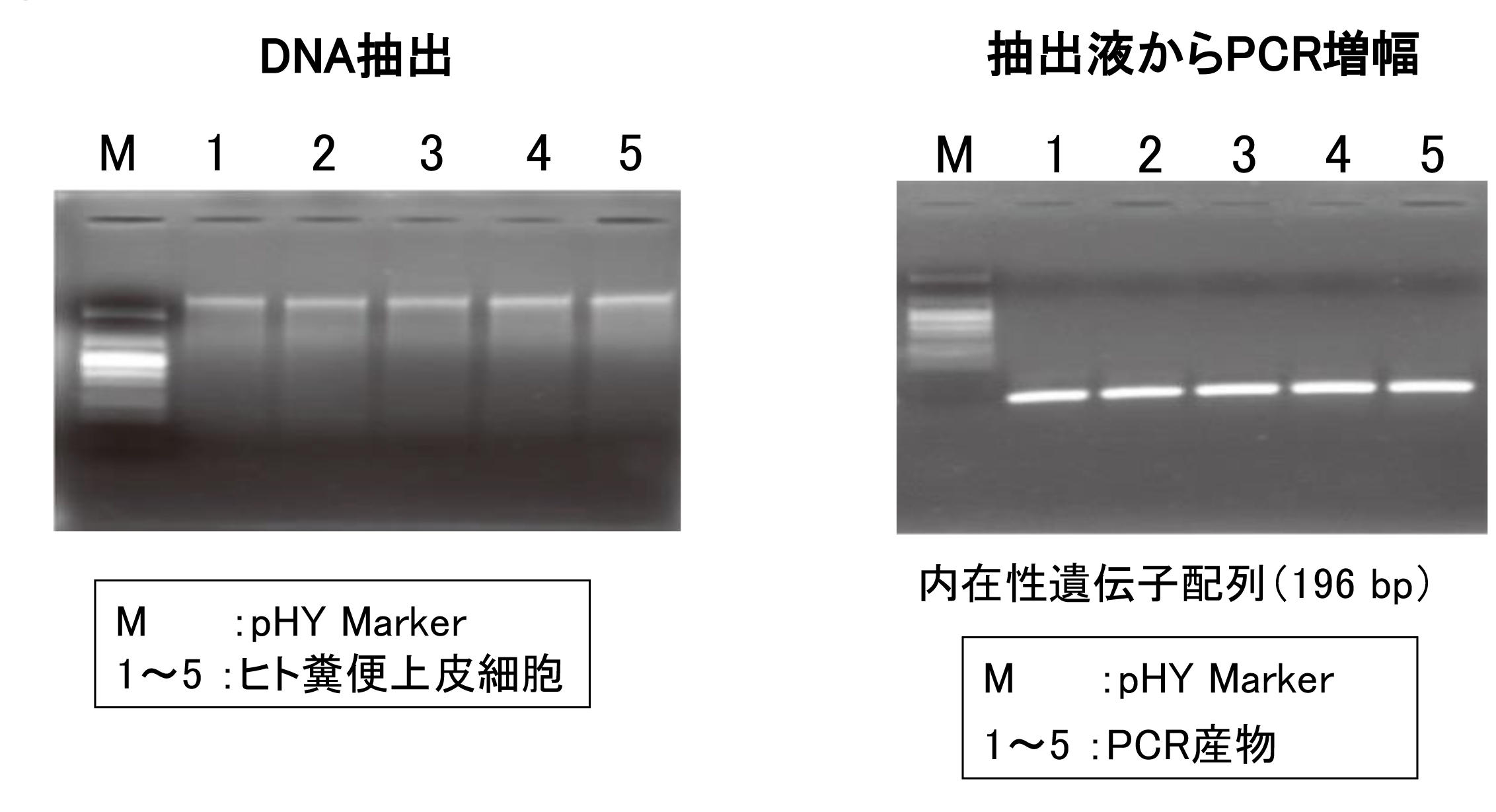 Monofas 糞便dna抽出キット 糞便中のグラム陽性 陰性菌からゲノムdnaを高効率で抽出 コスモ バイオ株式会社