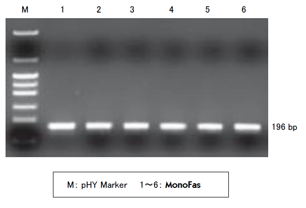 196bp ̃tOg DNA ɂČ