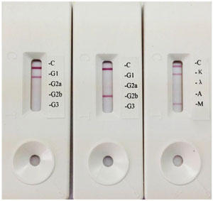 Rapid Mouse Immunoglobulin Isotyping Kit