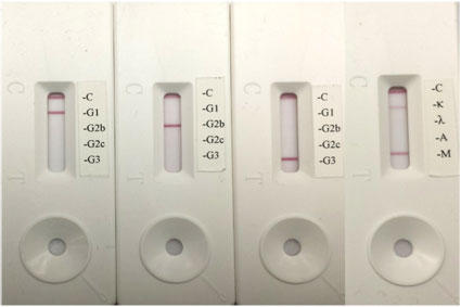 Rapid Mouse Immunoglobulin Isotyping Kit