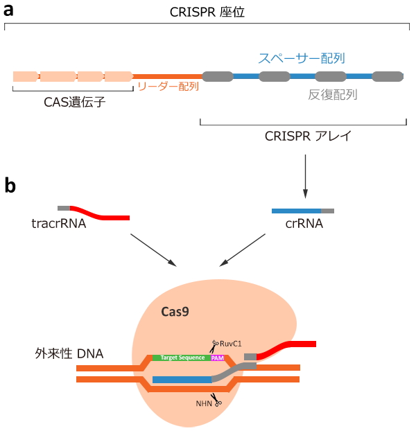 クリスパーキャス9