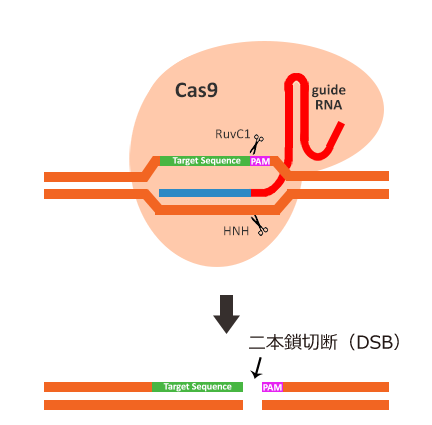 gRNAの末端20塩基がホーミング装置として機能し、Cas9エンドヌクレアーゼを適切な標的配列へと動員する