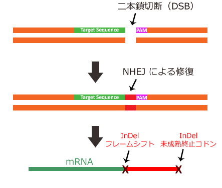 非相同性末端結合（NHEJ）修復機構では、相同性鋳型を使用することなくDSB（DNA二本鎖切断）の末端同士を連結させようとする
